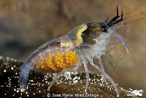   Xray Shrimp Bangka Island North SulawesiI dont know exactly species X-ray ray :-) :)  